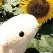 カピバラ♫の画像