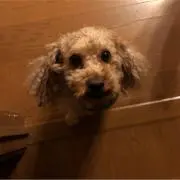 りゅの画像