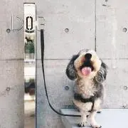 いぬころの画像