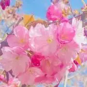 ぴよの画像
