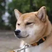 abcの画像