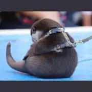 ごめすの画像