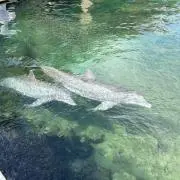 Meliaの画像