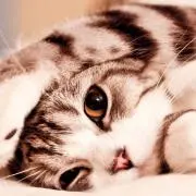 ねねこ