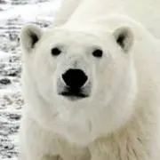 しろくま