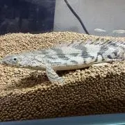 エンドリの画像