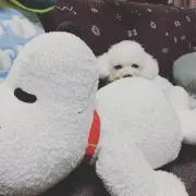 はく