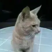 あつまみの画像