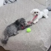 byaの画像