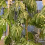 FIGの画像