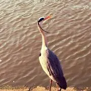 ™️