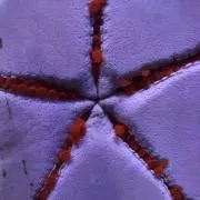 耳の画像