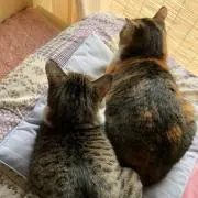 くま