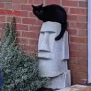 猫あざらし