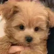 たんたんの画像