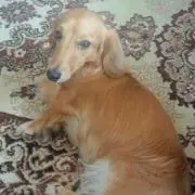 シルフィー