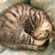 めぐるの画像