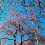 うめぼしの画像