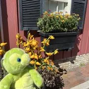 くらげ【7/12〜17発送不可】の画像