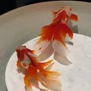 くりりの画像