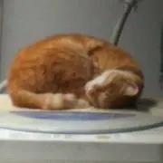 ピッチの画像