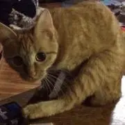 みぃ