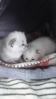 梅と雪