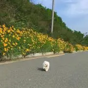ariの画像