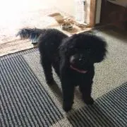 あずき