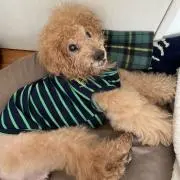 イチリオの画像