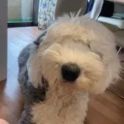 ぱおの画像