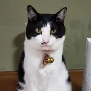 きなこ