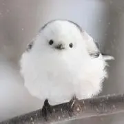 蒼舞