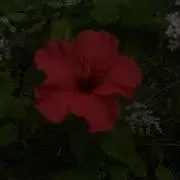まなの画像