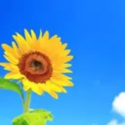 りんりんの画像