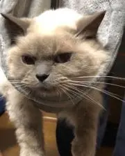 どんちゃんの画像