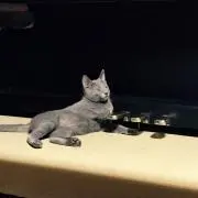 しどまる