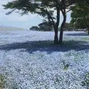 ikedacoの画像