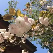 ぴっぴの画像
