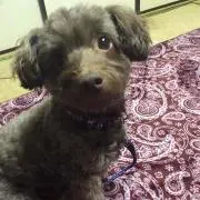 楓