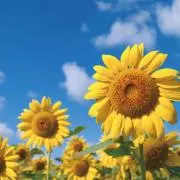 ひまわりの画像