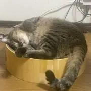 しずくの画像