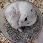 ギンの画像