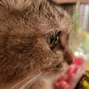 くろちゃん