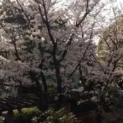 まめちゃんの画像