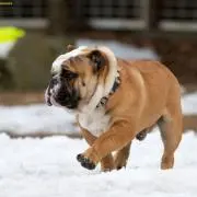 kororoの画像