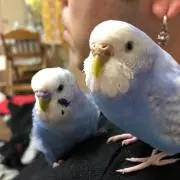てるぴ