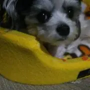 yuko