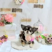 こての画像