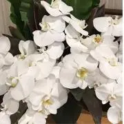 ラヴィ